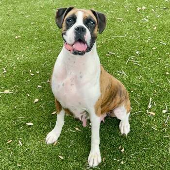 Moxie 0591 -  Boxer Dog for Adoption in Loxahatchee Groves, Florida - Moxie 0591 | PetCurious