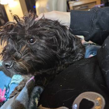 Rescue Poodle Dogs for Adoption in Buffalo, Minnesota - Cici | PetCurious