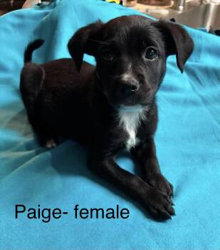 Labrador Retriever Dogs Available for Adoption in Crystal Lake, Illinois - Paige | PetCurious
