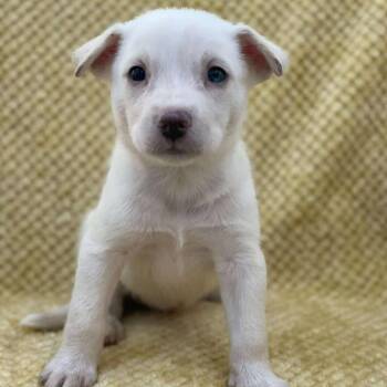 Rescue Husky Dogs for Adoption in Madisonville, Louisiana - SNOW | PetCurious