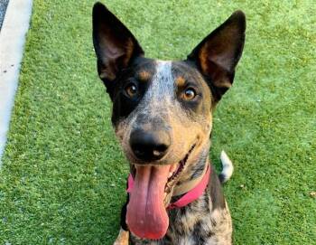 LINDSEY -  Australian Cattle Dog Blue Heeler and Mixed Breed Dog for Adoption in Moreno Valley, California - LINDSEY | PetCurious