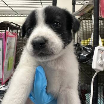 Beans -  Shepherd and Mixed Breed Dog for Adoption in San Antonio, Texas - Beans | PetCurious