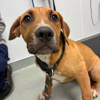 Birdie -  Pit Bull Terrier and Mixed Breed Dog Available for Adoption in Abilene, Texas - Birdie | PetCurious