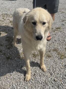 Gold AU -  Golden Retriever Dog for Adoption in Evergreen, Colorado - Gold AU | PetCurious
