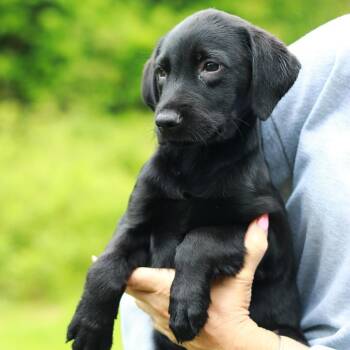 Labrador Retriever and Mixed Breed Dogs Available for Adoption in Stormville, New York - CT Butter Avail May 30 (Ellington, CT) | PetCurious