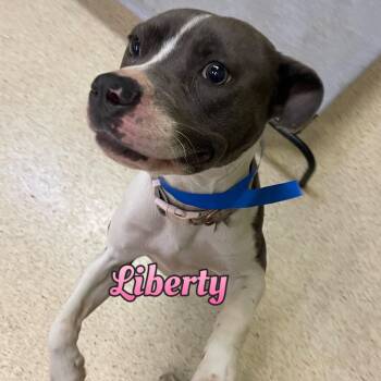 Liberty -  Terrier Dog for Adoption in Muncie, Indiana - Liberty | PetCurious