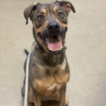 Bailey -  Shepherd and Mixed Breed Dog for Adoption in Riverside, California - Bailey | PetCurious