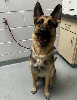 TREK -  German Shepherd Dog Dog for Adoption in St. Cloud, Florida - TREK | PetCurious