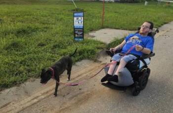 Eva -  Pit Bull Terrier and Mixed Breed Dog for Adoption in Kansas City, Missouri - Eva | PetCurious