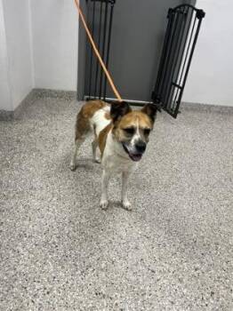 Jalen -  Shepherd and Mixed Breed Dog for Adoption in Gastonia, North Carolina - Jalen | PetCurious