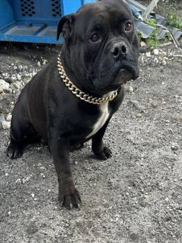 American Bulldog Dogs Available for Adoption in Doral, Florida - ROCKET | PetCurious