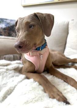 Mixed Breed Dogs Available for Adoption - Mariano | PetCurious