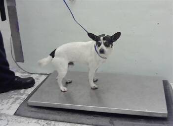 Chihuahua and Mixed Breed Dogs Available for Adoption - EDDIE | PetCurious