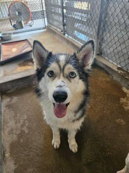 Trixie -  Husky Dog for Adoption in El Centro, California - Trixie | PetCurious