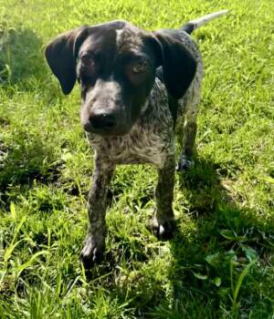 Roy -  Labrador Retriever and Hound Dog for Adoption in Skyline, Minnesota - Roy | PetCurious