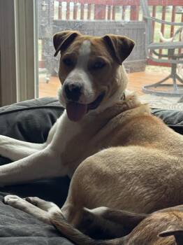 Pit Bull Terrier Dogs Available for Adoption in Lafayette, Colorado - Jayden | PetCurious