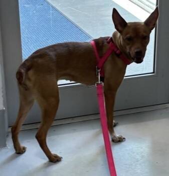 Rescue Terrier and Mixed Breed Dogs for Adoption in Cumming, Georgia - Aussie 1339-25 | PetCurious