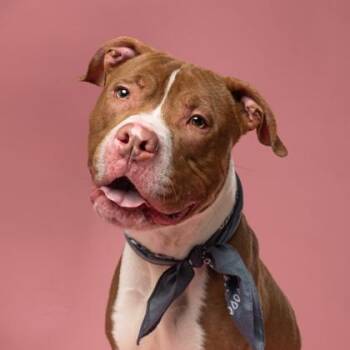 Macon -  Pit Bull Terrier and Mixed Breed Dog for Adoption in Atlanta, Georgia - Macon | PetCurious