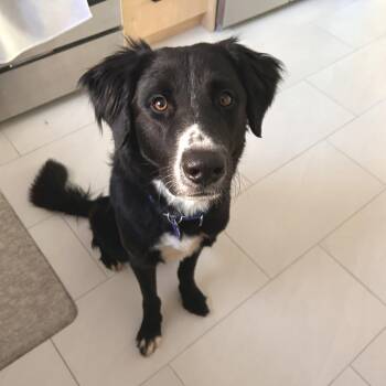 Border Collie Dogs Available for Adoption in New York, New York - Rian | PetCurious