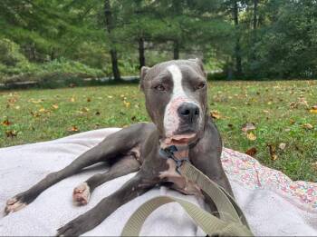 Rescue Mixed Breed Dogs for Adoption in Manchester, Tennessee - Nora | PetCurious