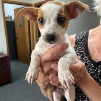 Connor -  Terrier and Mixed Breed Dog for Adoption in Wichita, Kansas - Connor | PetCurious