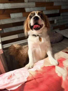 Max -  Cavalier King Charles Spaniel and Shih Tzu Dog for Adoption in Shrewsbury, Massachusetts - Max | PetCurious