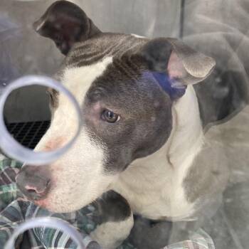 Mixed Breed Dogs Available for Adoption - Sweetie | PetCurious