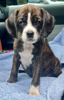 Hoppy -  Mixed Breed Dog for Adoption in Mount Pleasant, South Carolina - Hoppy | PetCurious