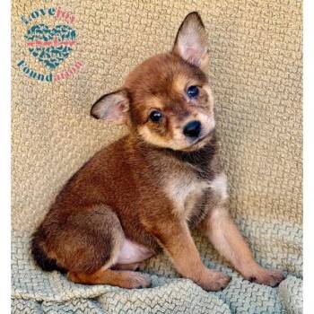 Jack Russell Terrier and Shepherd Dogs Available for Adoption - Sasha Litter | PetCurious