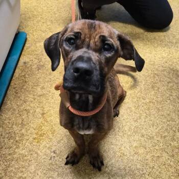 Mastiff Dogs Available for Adoption in Wahiawa, Hawaii - Pua | PetCurious