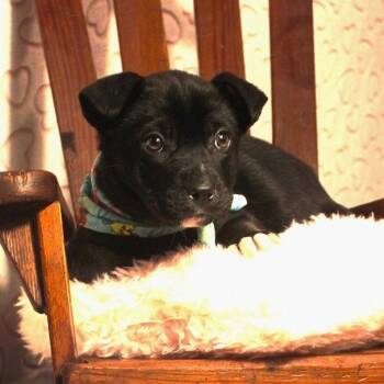 Husky and Labrador Retriever Dogs Available for Adoption - Sebastian | PetCurious