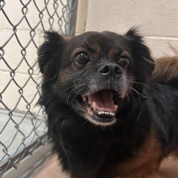 Chester -  Pekingese and Mixed Breed Dog for Adoption in Reno, Nevada - Chester | PetCurious