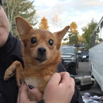Nebula -  Mixed Breed Dog for Adoption in Klamath Falls, Oregon - Nebula | PetCurious