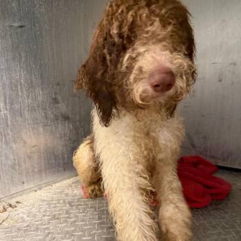 Dudley -  Poodle Dog for Adoption in Greensboro, North Carolina - Dudley | PetCurious