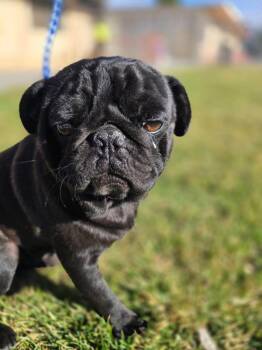 Pug Dogs Available for Adoption - Walter | PetCurious