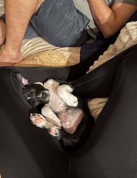 Germain -  Pit Bull Terrier and Mixed Breed Dog for Adoption in Valley Stream, New York - Germain | PetCurious