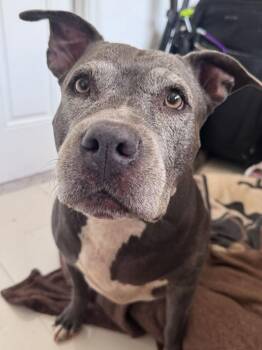 Melanie Rose -  Pit Bull Terrier Dog for Adoption in Pompano Beach, Florida - Melanie Rose | PetCurious