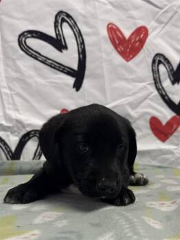 American Bulldog Dogs Available for Adoption - PLUMERIA | PetCurious