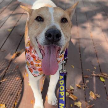 Rescue Cattle Dog and Bull Terrier Dogs for Adoption in Mount Carroll, Illinois - Archi | PetCurious