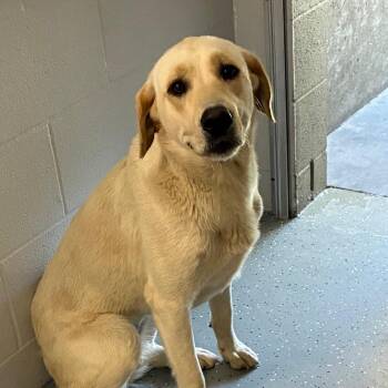 Puddin -  Mixed Breed Dog Available for Adoption - Puddin | PetCurious