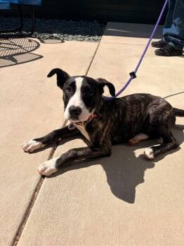 Labrador Retriever and Mixed Breed Dogs Available for Adoption in Leesburg, Virginia - DAISY | PetCurious