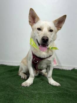 Casper-One of our Amazing Rescue Dogs -  Corgi and White German Shepherd Dog for Adoption in Carlsbad, California - Casper-One Of Our Amazing Rescue Dogs | PetCurious