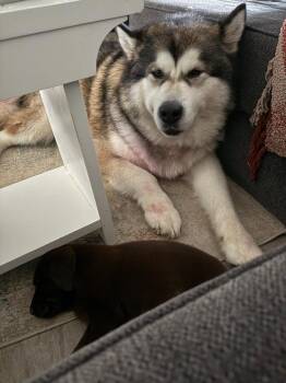 Alaskan Malamute Dogs Available for Adoption in Sebastian, Florida - Kodiak | PetCurious