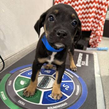 Shepherd and Labrador Retriever Dogs Available for Adoption in Tampa, Florida - Diesel | PetCurious