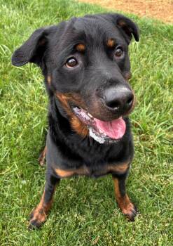 Rottweiler Dogs Available for Adoption in Benton Harbor, Michigan - Buck | PetCurious