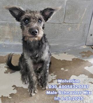 Rescue Schnauzer Dogs for Adoption in Cheektowaga, New York - Wolverine | PetCurious