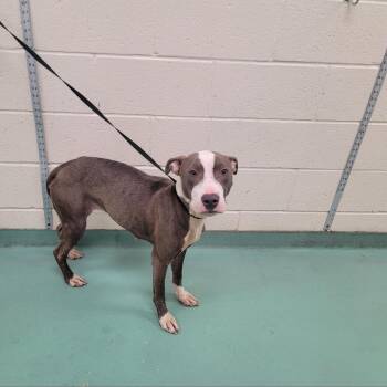Nina Rey -  Mixed Breed Dog for Adoption in Memphis, Tennessee - Nina Rey | PetCurious