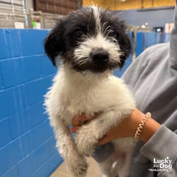 Nelly -  Terrier and Jack Russell Terrier Dog for Adoption in Washington, District Of Columbia - Nelly | PetCurious