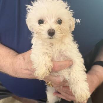 Maltese Dogs Available for Adoption in Webster, Texas - Harry | PetCurious
