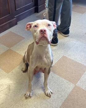 Pit Bull Terrier and Terrier Dogs Available for Adoption - Sylvan | PetCurious